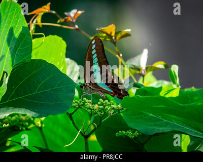 Bluebottle Schmetterling Feeds von blühenden Reben an einem Zaun im Zentrum der Präfektur Kanagawa, Japan. Stockfoto