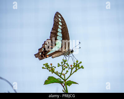 Bluebottle Schmetterling Feeds von blühenden Reben an einem Zaun im Zentrum der Präfektur Kanagawa, Japan. Stockfoto