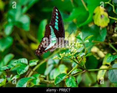 Bluebottle Schmetterling Feeds von blühenden Reben an einem Zaun im Zentrum der Präfektur Kanagawa, Japan. Stockfoto