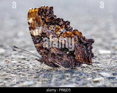 Ein compton schildpatt Schmetterling sitzt auf einem Bürgersteig im Zentrum der Präfektur Kanagawa, Japan. Stockfoto