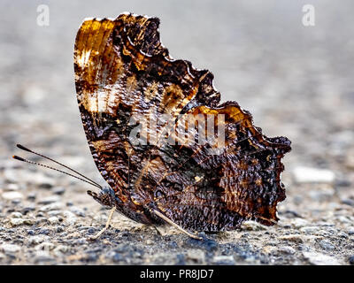 Ein compton schildpatt Schmetterling sitzt auf einem Bürgersteig im Zentrum der Präfektur Kanagawa, Japan. Stockfoto