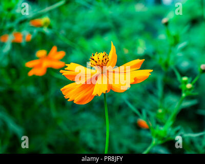 Eine orange cosmos Blume blüht entlang einer Straße im Zentrum der Präfektur Kanagawa, Japan Stockfoto