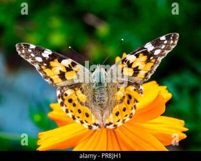 Ein Distelfalter Schmetterling ruht auf einem orange Cosmos flower entlang ein Feld im Zentrum der Präfektur Kanagawa, Japan. Stockfoto