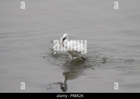 Kleine weiße Reiher mit Fischen in Fluss Douro Stockfoto