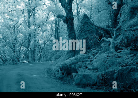 Mountain Forest Road aus dem Nationalpark von Peneda Geres, nördlich von Portugal. Farben Schwarz und Weiß Infrarot. Stockfoto