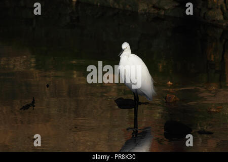 Weiße Reiher an der Grenze des Flusses Douro, Porto, Portugal Stockfoto