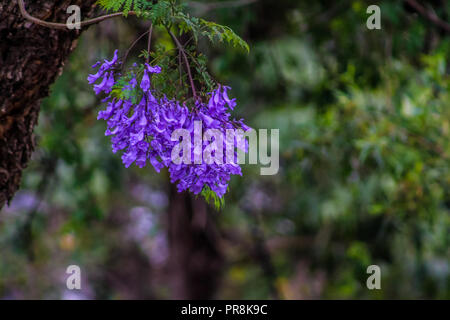 Jacaranda ein lila blühenden Baum in Pretoria im Frühjahr Oktober Stockfoto