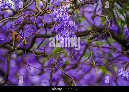 Jacaranda ein lila blühenden Baum in Pretoria im Frühjahr Oktober Stockfoto