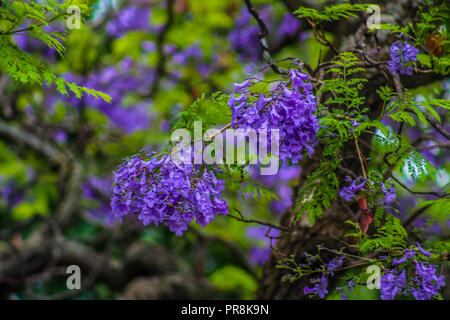 Jacaranda ein lila blühenden Baum in Pretoria im Frühjahr Oktober Stockfoto