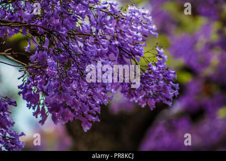 Jacaranda ein lila blühenden Baum in Pretoria im Frühjahr Oktober Stockfoto