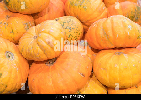 Eine Menge mini Kürbis im Freien Farmers Market. Organische Halloween Kürbis in einem Lebensmittelgeschäft. Stockfoto