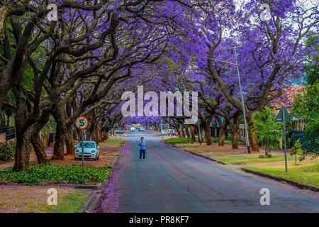 Jacaranda ein lila blühenden Baum in Pretoria im Frühjahr Oktober Stockfoto