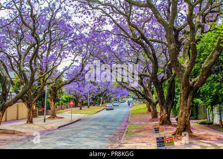 Jacaranda ein lila blühenden Baum in Pretoria im Frühjahr Oktober Stockfoto