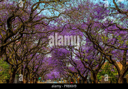 Jacaranda ein lila blühenden Baum in Pretoria im Frühjahr Oktober Stockfoto