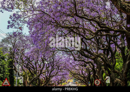 Jacaranda ein lila blühenden Baum in Pretoria im Frühjahr Oktober Stockfoto