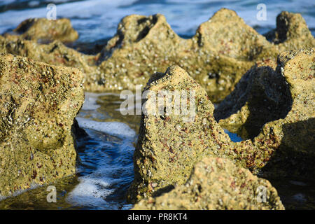 Coral Rock - Bildung Close-up Wie die Gezeiten Fließt, von Uvongo, Südafrika Stockfoto