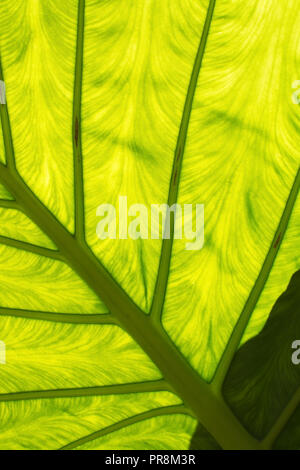 Großes grünes Blatt mit Adern, Transparenz und interessante Schatten abstrakten organischen closeup Detail Hintergrund Textur Stockfoto