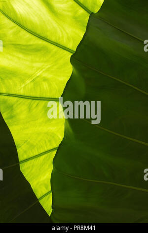 Großes grünes Blatt mit Adern, Transparenz und interessante Schatten abstrakten organischen closeup Detail Hintergrund Textur Stockfoto