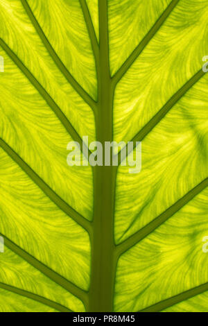 Großes grünes Blatt mit Adern, Transparenz und interessante Schatten abstrakten organischen closeup Detail Hintergrund Textur Stockfoto