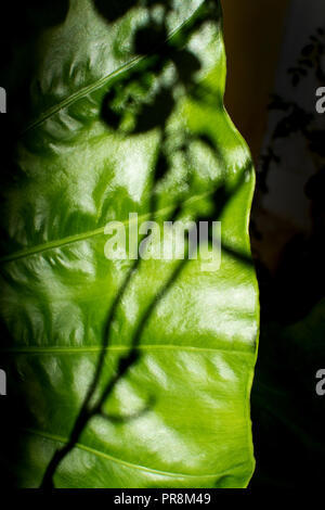 Großes grünes Blatt mit Anlage Shadow Detail, abstrakte Organische closeup Hintergrund Textur Stockfoto
