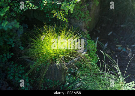 Sunlit Gras organische closeup Anlage detail Hintergrund Textur. Stockfoto