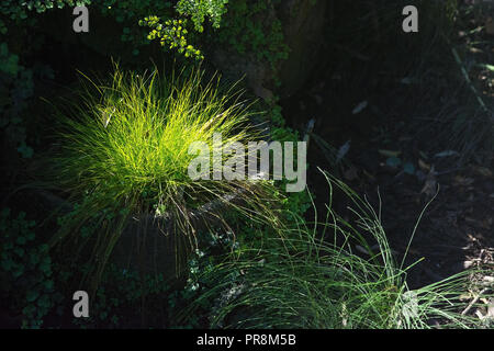 Sunlit Gras organische closeup Anlage detail Hintergrund Textur. Stockfoto