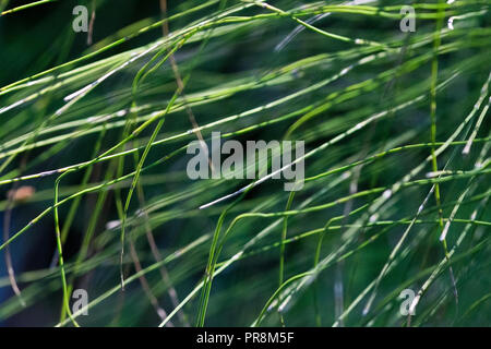 Sunlit Gras organische closeup Anlage detail Hintergrund Textur. Stockfoto