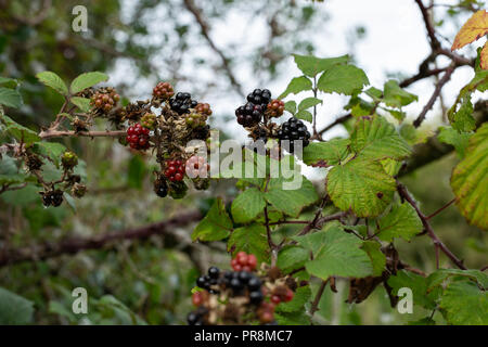 Brombeeren hängend an einem Zweig. Stockfoto