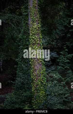 Efeu Klettern ein Baum in einem Wald. Stockfoto