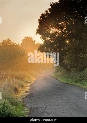 Nebliger Morgen, Fyfield, Oxfordshire Stockfoto