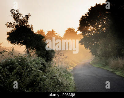 Nebliger Morgen, Fyfield, Oxfordshire Stockfoto