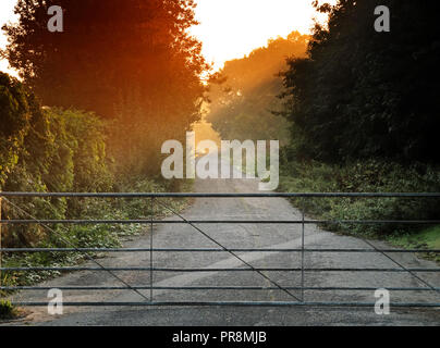 Nebliger Morgen, Fyfield, Oxfordshire Stockfoto