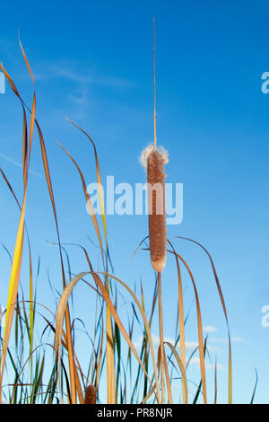 Spike und Blätter von weniger Rohrkolben, Typha angustifolia, vor blauem Himmel Stockfoto