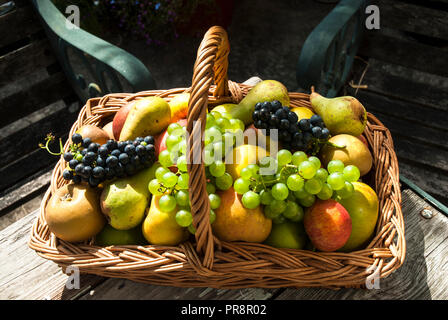 Attraktiver Weidenkorb mit hausgewachsenen Äpfeln, Birnen und Trauben.