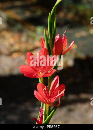 Blumen im Spike im Herbst blühenden knollige Staude, Hesperantha coccinea 'Oregon' Stockfoto