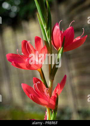 Blumen im Spike im Herbst blühenden knollige Staude, Hesperantha coccinea 'Oregon' Stockfoto