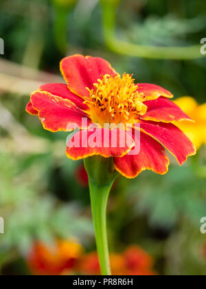 Gold umrandet Rot einzelne Blume der hohen jährlichen wachsenden afrikanischen Studentenblume, Sammetblume 'Zinnober' Stockfoto