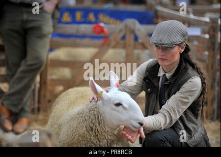 Masham Schafe Fair Yorkshire England Großbritannien Stockfoto