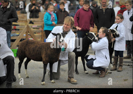 Masham Schafe Fair Yorkshire England Großbritannien Stockfoto
