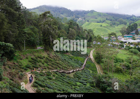 Cameron Highlands, Malaysia - 30. Dezember 2016: Zu Fuß weg zu Sungai Palas BOH Tea House, einer der am meisten besuchten Tea House von Touristen in Kameras Stockfoto