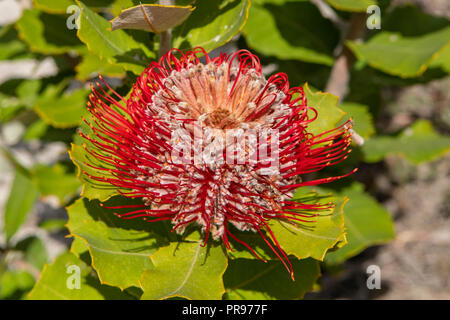 Banksia coccinea, Scarlet Banksia Stockfoto