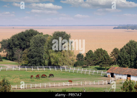 Herde von Pferden auf der Farm sonnigen Herbsttag Landschaft Stockfoto