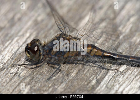 Schwarz Darter - Sympetrum danae Männlichen closeup in Ruhestellung Stockfoto