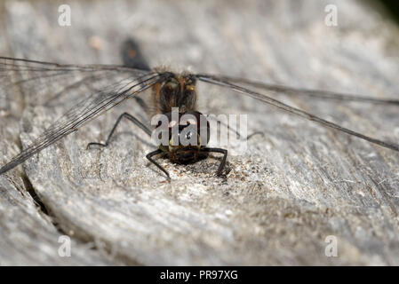 Schwarz Darter Dragonfly - sympetrum Danae männlichen Kopf auf in Ruhestellung Stockfoto