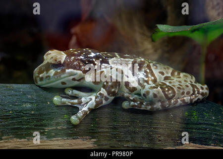 Amazon Milch Frosch - Trachycephalus resinifictrix Stockfoto