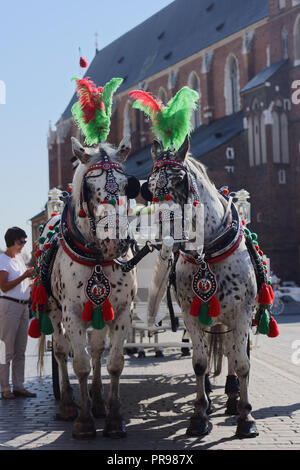 Krakau, Polen - 20. September 2018: Pferde zu einer Beförderung gegen Saint Mary's Church in Krakau genutzt. Der Großteil der historischen Gegend der Stadt. Stockfoto
