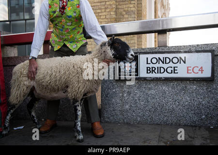 Ein Schaf auf die London Bridge, als mehr als 600 Ehrenbürgern und Frauen der Stadt London nehmen ihre historische Berechtigung ihre Schafe über London Bridge zu fahren. Stockfoto