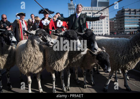 Alan Titchmarsh verbindet mehr als 600 Ehrenbürgern und Frauen der Stadt London, da sie ihren historischen Anspruch nehmen ihre Schafe über London Bridge zu fahren. Stockfoto