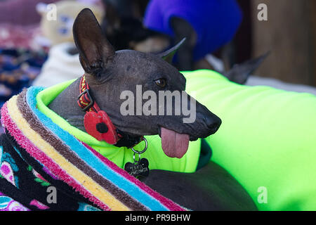 American Hairless Terrier mit seiner Tong heraus Stockfoto