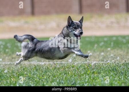 Schwedischer Vallhund racing in fastcat lure Kurs Stockfoto